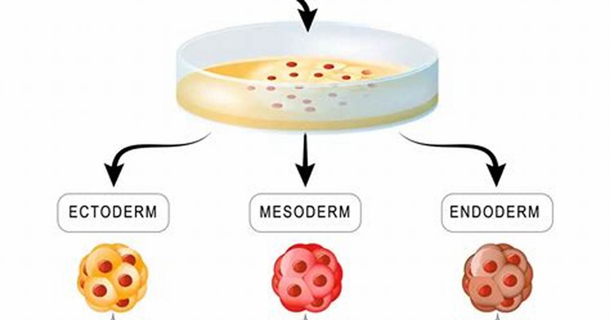 How Are Embryonic Stem Cells Derived?