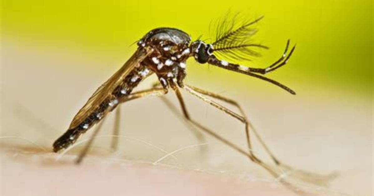 How Are Genetically Modified Mosquitoes Created?