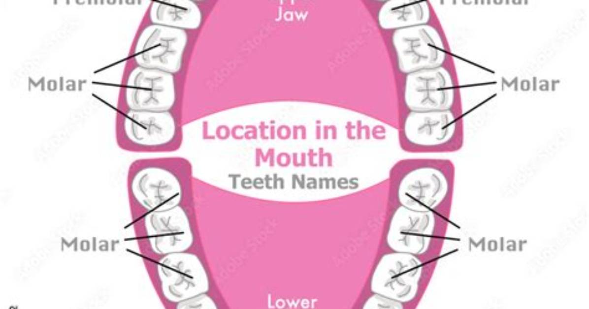 How Are Human Teeth Named