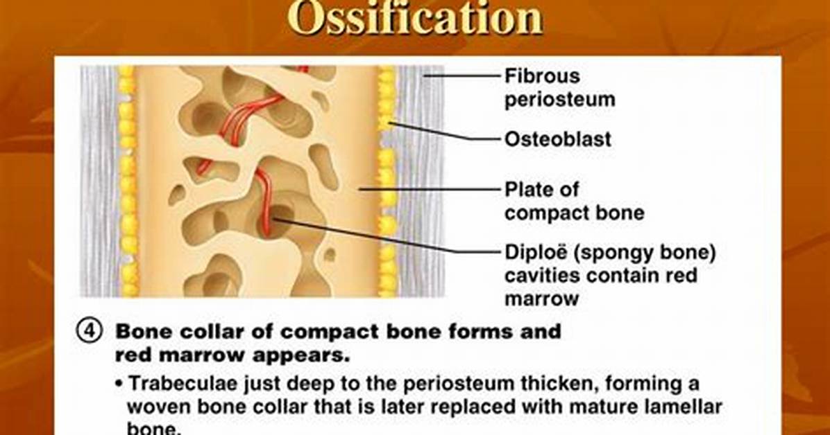 How Are Intramembranous Bones? | Contextresponse. Com
