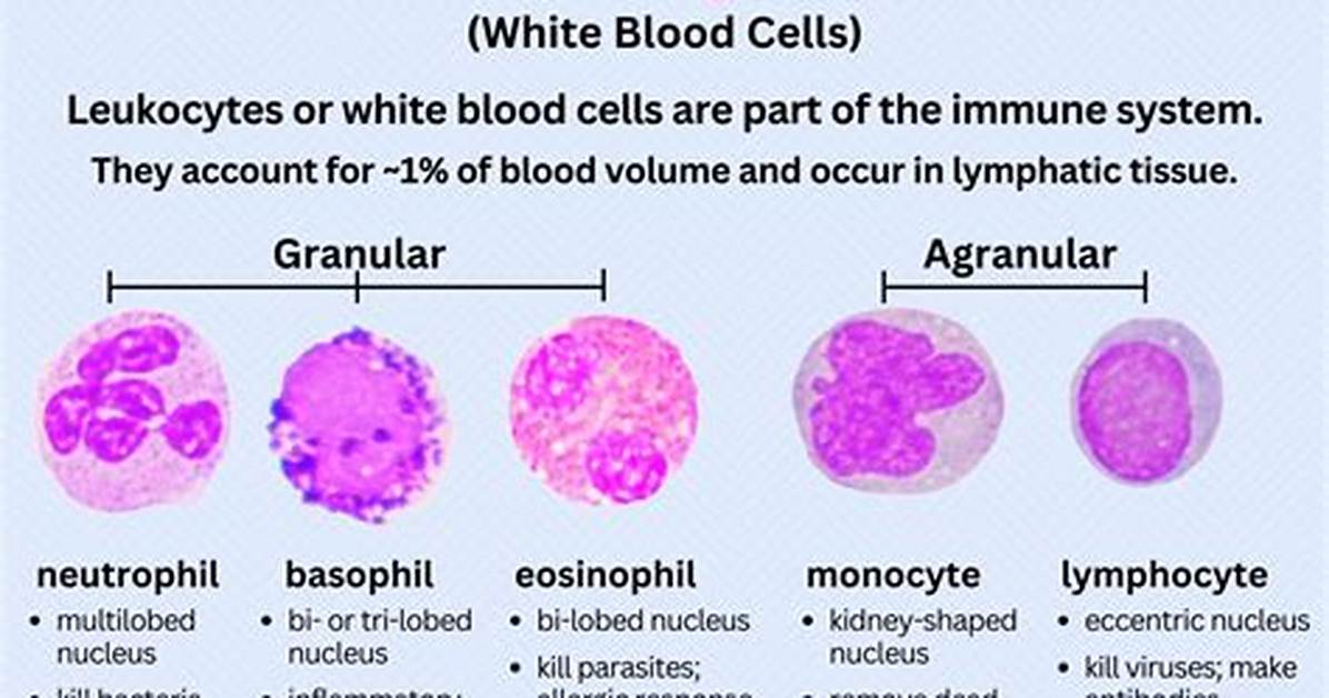 How Are Leukocytes Adapted to Their Function?