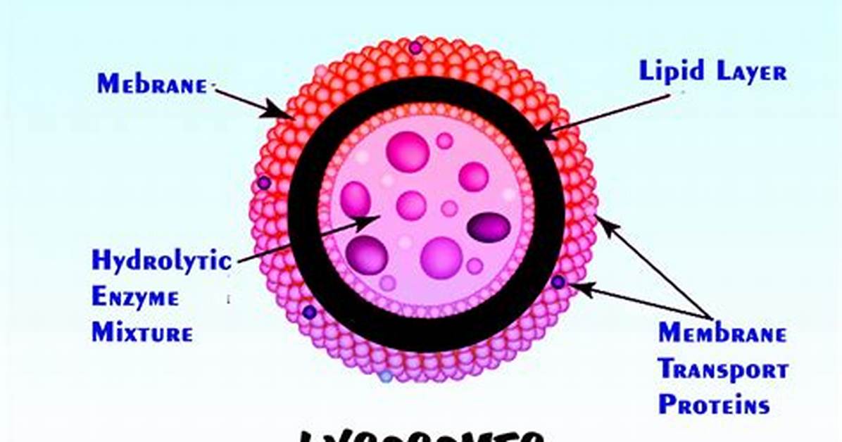 How Are Lysosomes Formed