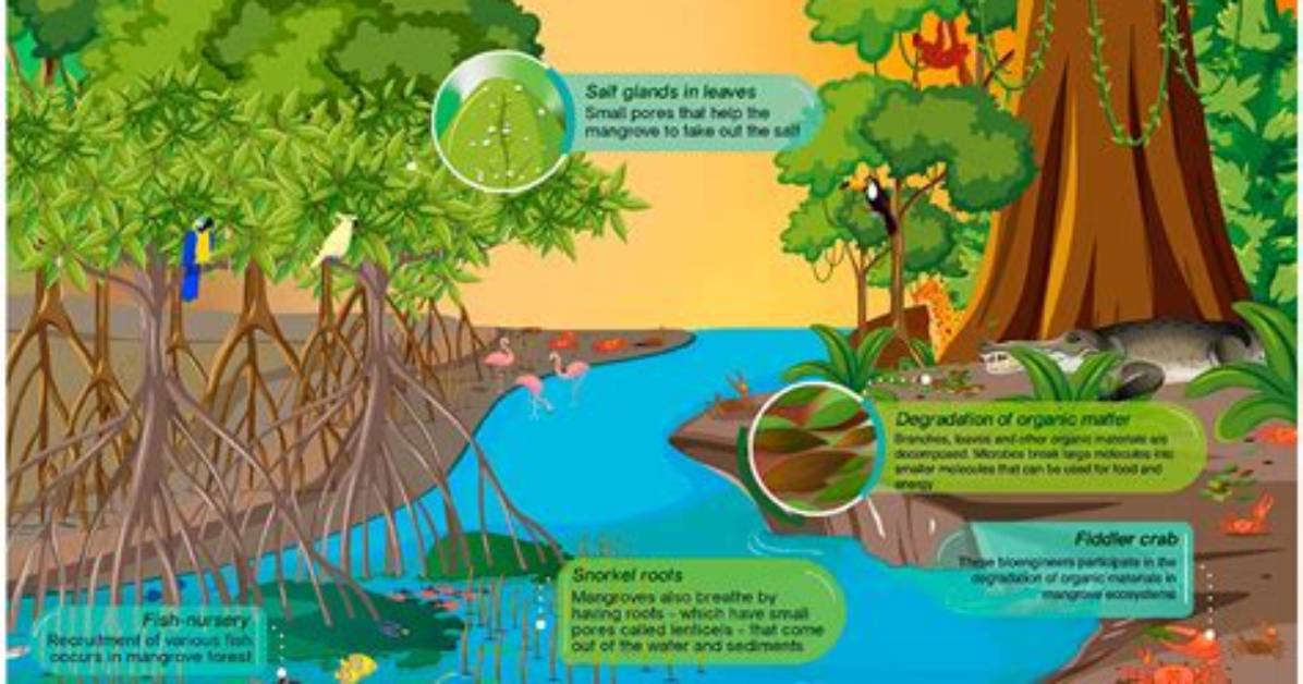 How Are Mangroves Formed