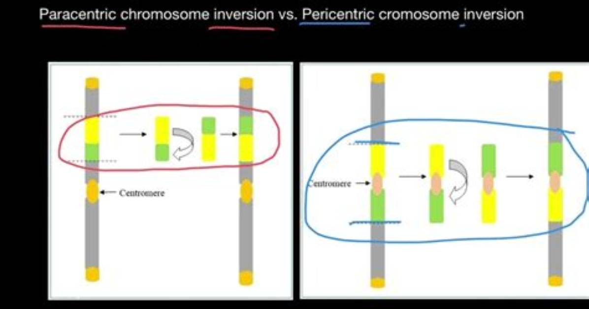 How Are Paracentric and Pericentric Inversion Difference?