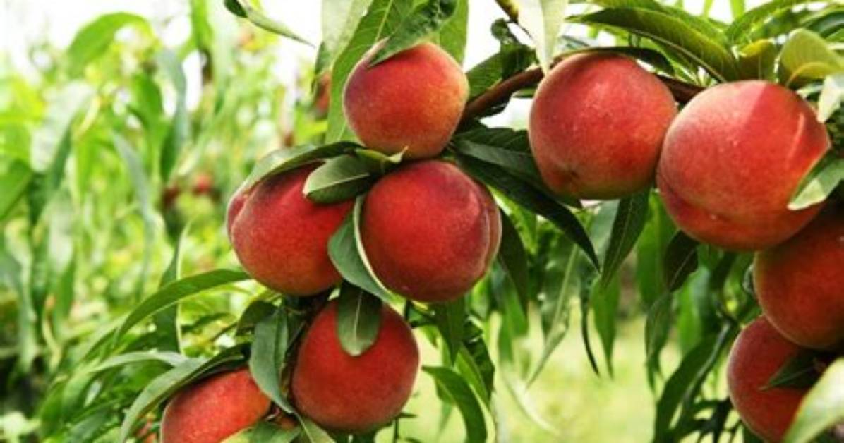 How Are Peach Trees Pollinated?