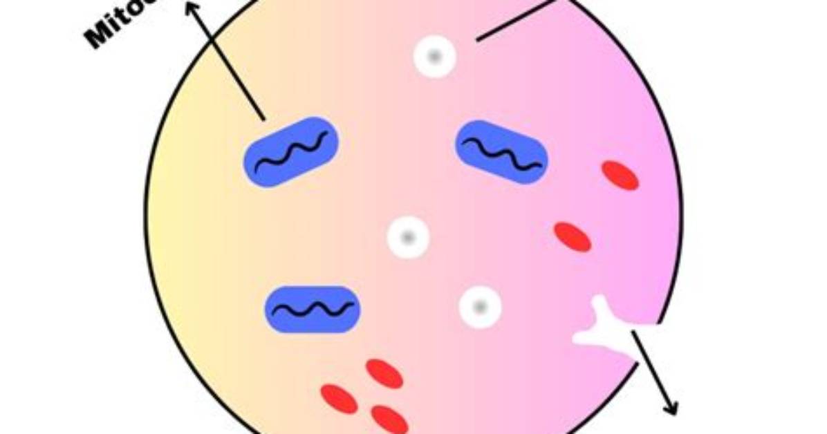 How Are Platelets Formed