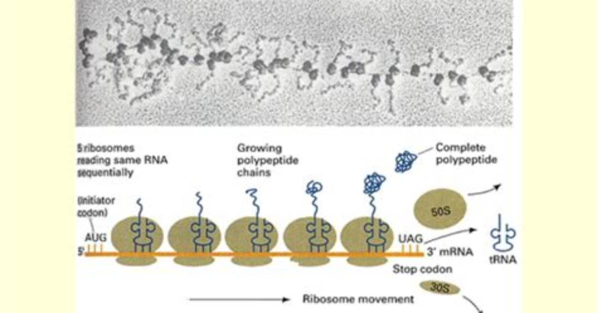 How Are Polysomes Formed