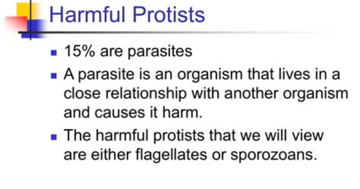 How Are Protists Harmful - Lisbd-Net. Com