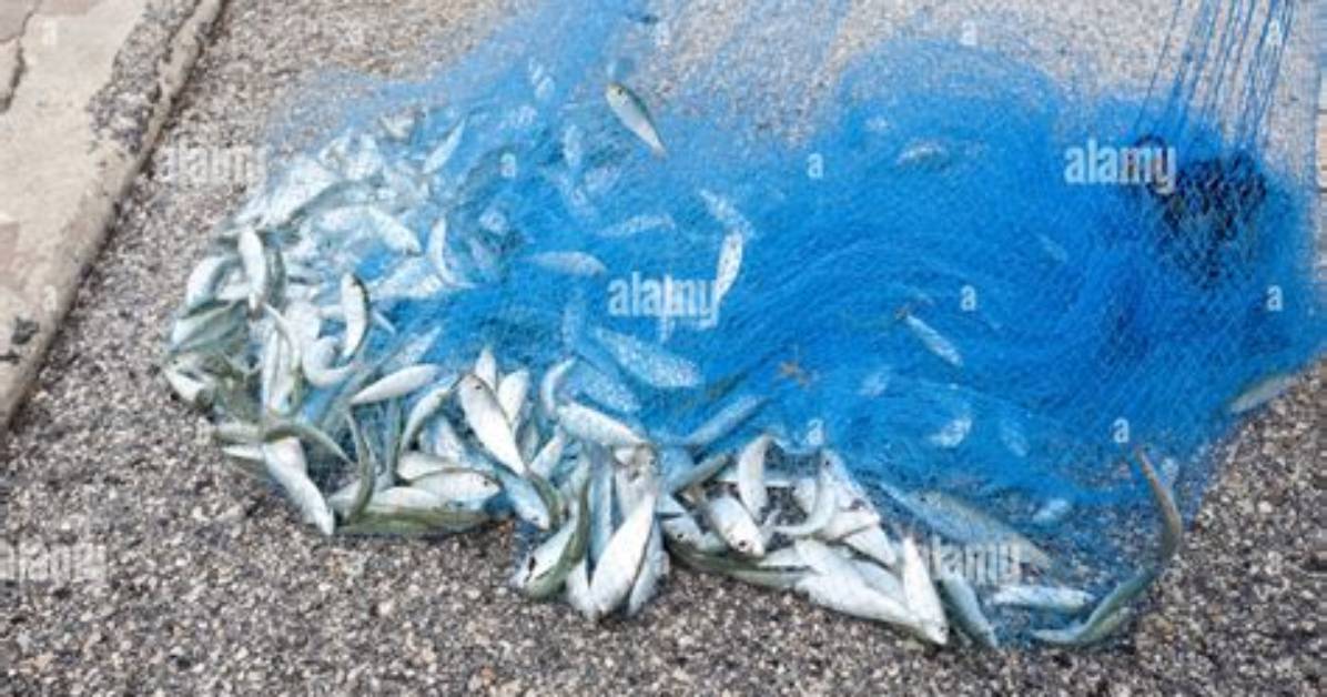 How Are Sardines Caught