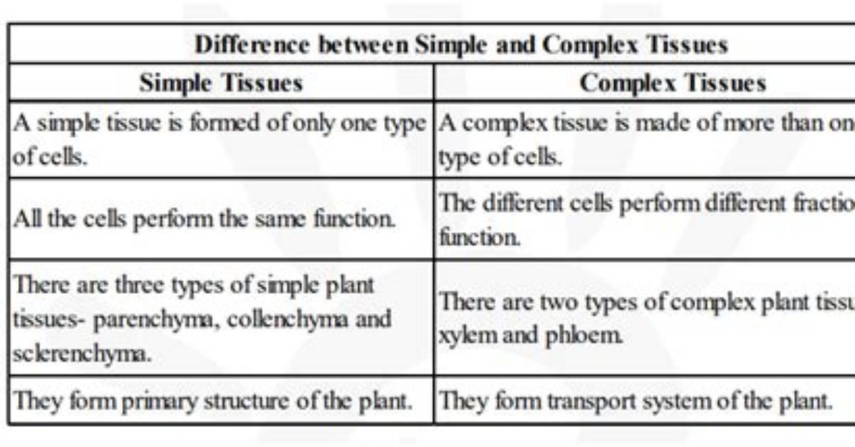 How Are Simple Tissues Different from Complex Tissues in Plants?