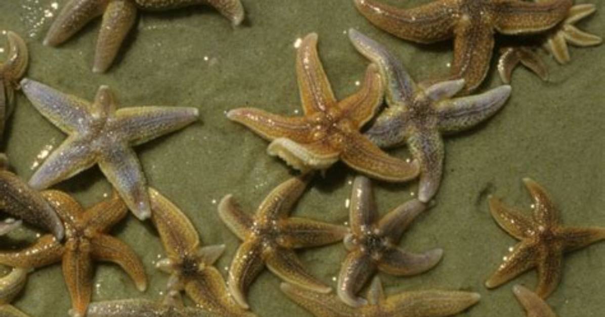 How Are Soft-Bodied Animals Sometimes Preserved?