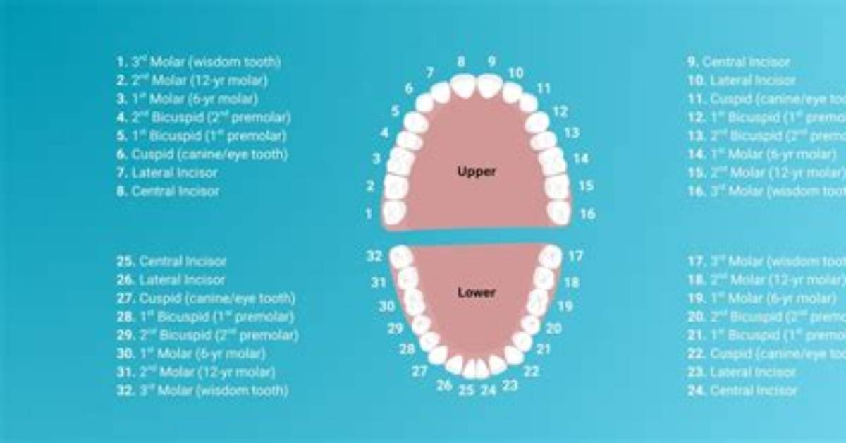 How Are Teeth Numbered by Dentists