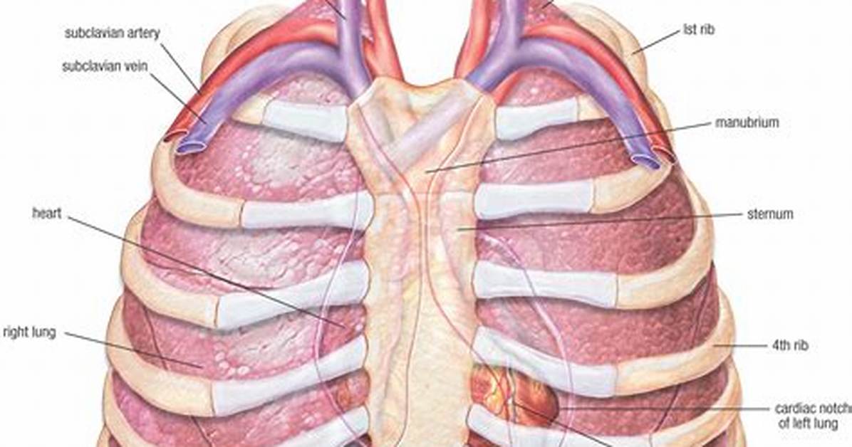 How Are Thorax Formed?