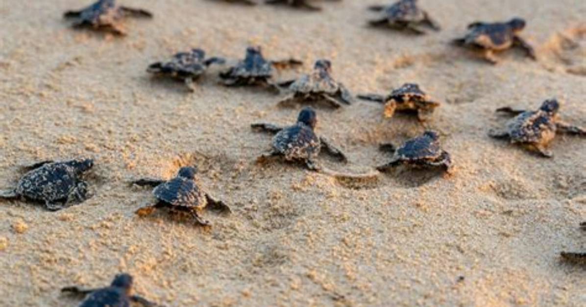 How Are Turtles Born?