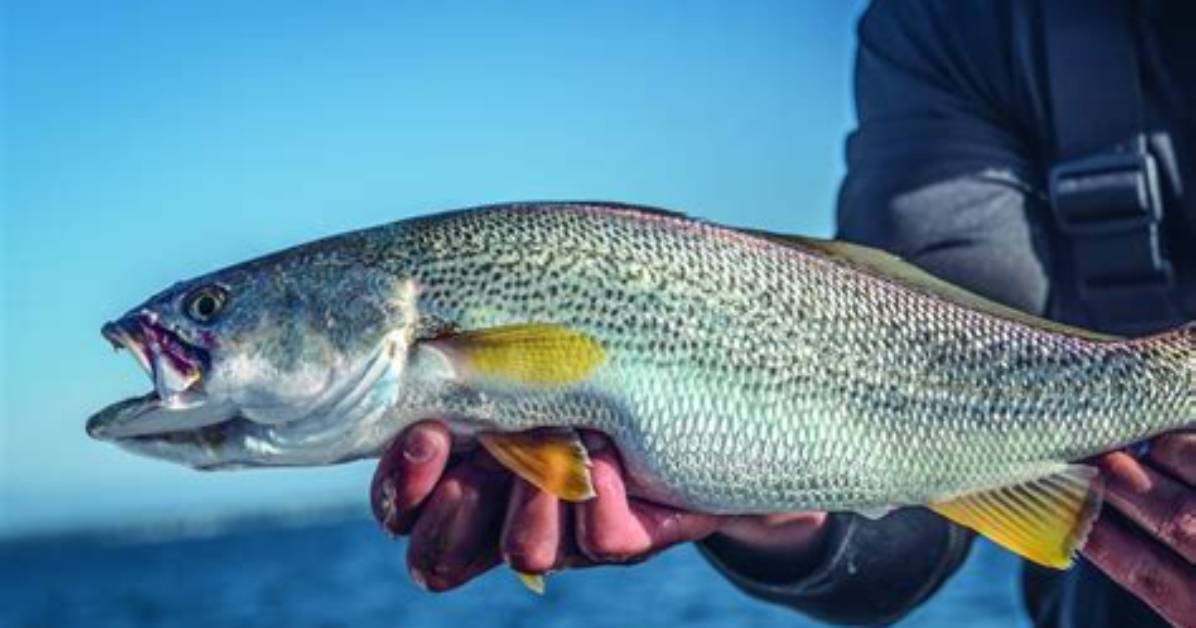 How Are Weakfish Caught?