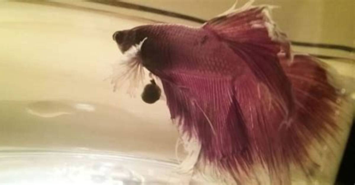 How Betta Fish Poop?