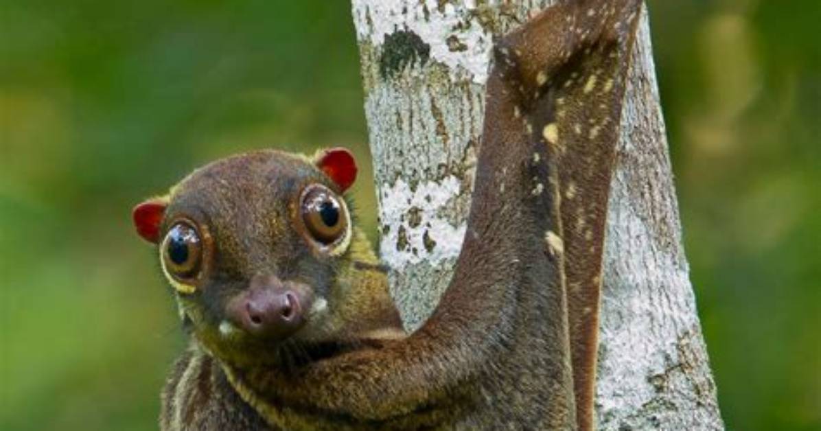 How Big Are Colugos?