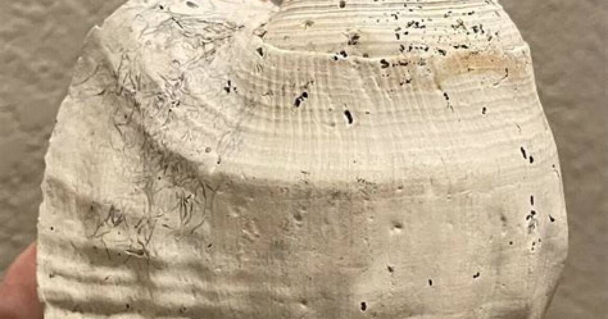 How Big Are Strombus Shells?