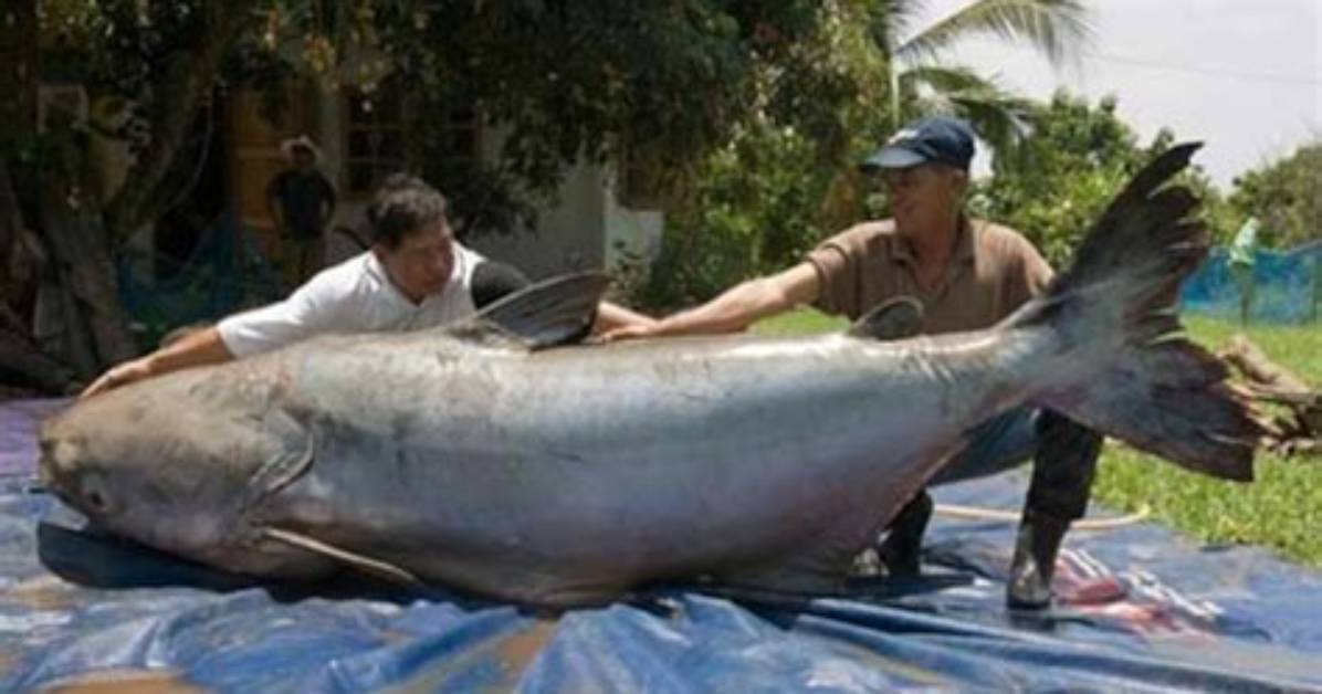 How Big Do African Catfish Get?