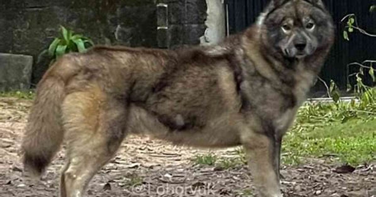 How Big Do Agouti Huskies Get?