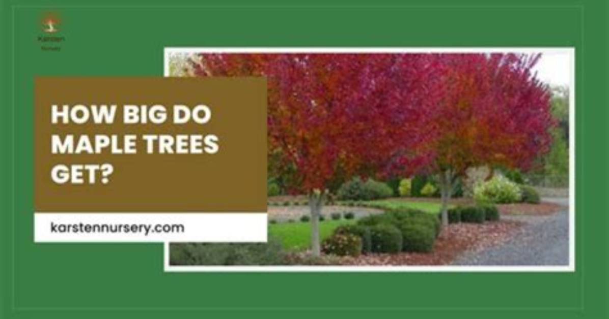 How Big Do Amur Maples Get