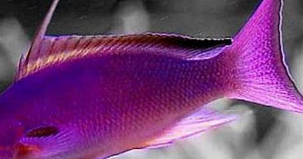 How Big Do Anthias Fish Get?