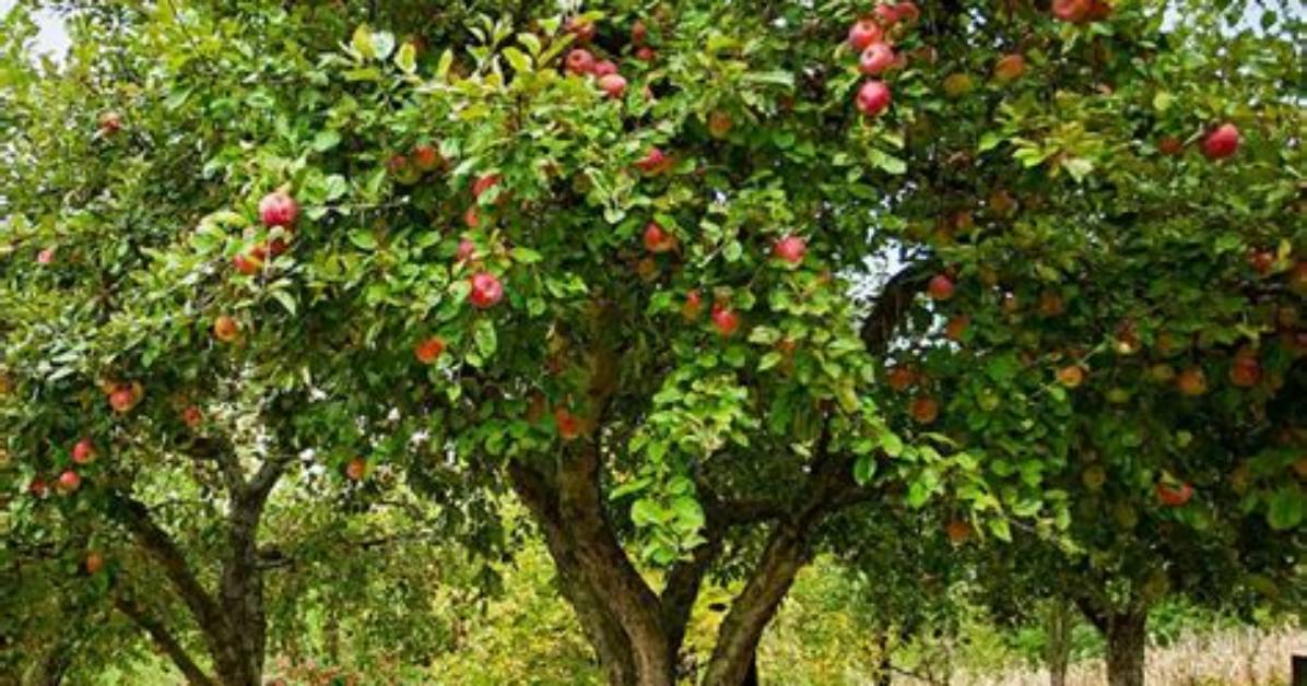 How Big Do Apple Trees Get