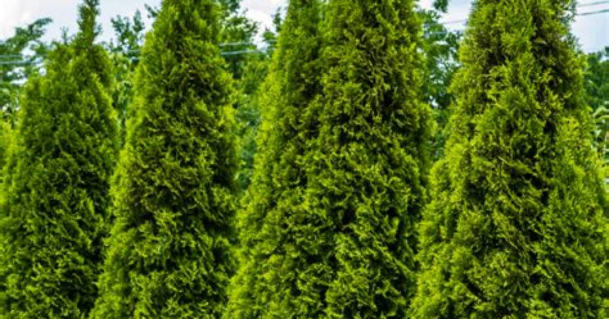 How Big Do Arborvitae Trees Get?