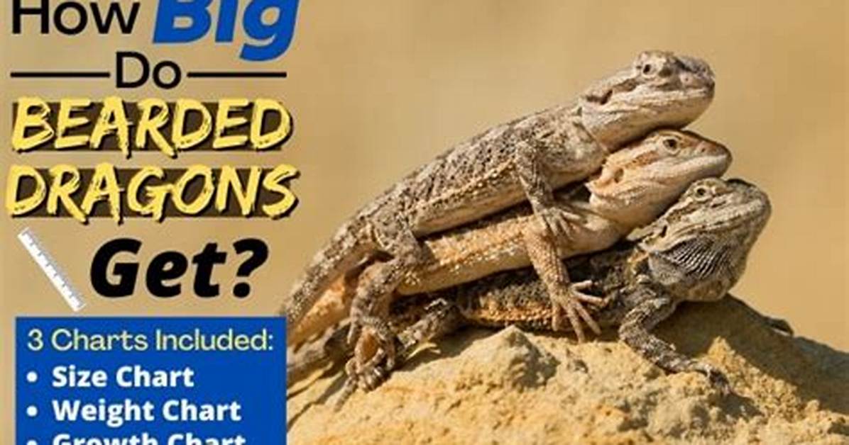 How Big Do Bearded Dragons Get?