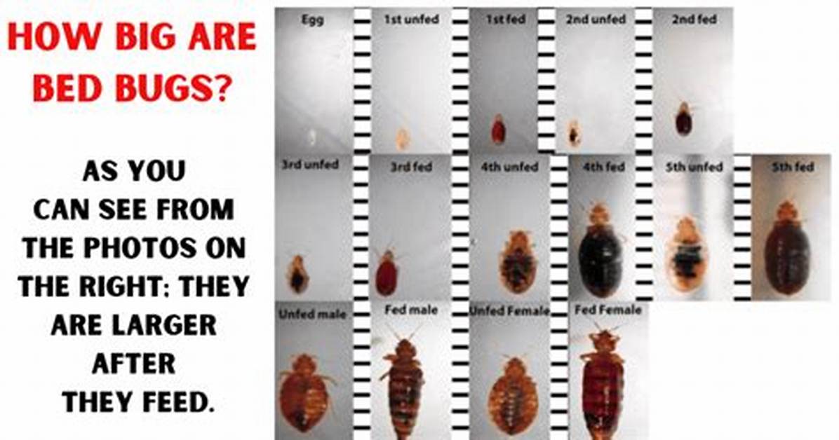 How Big Do Bedbugs Get