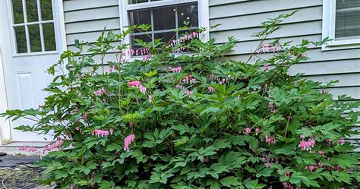 How Big Do Bleeding Hearts Get