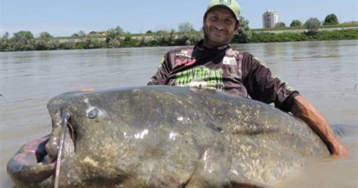 How Big Do Catfish Get?