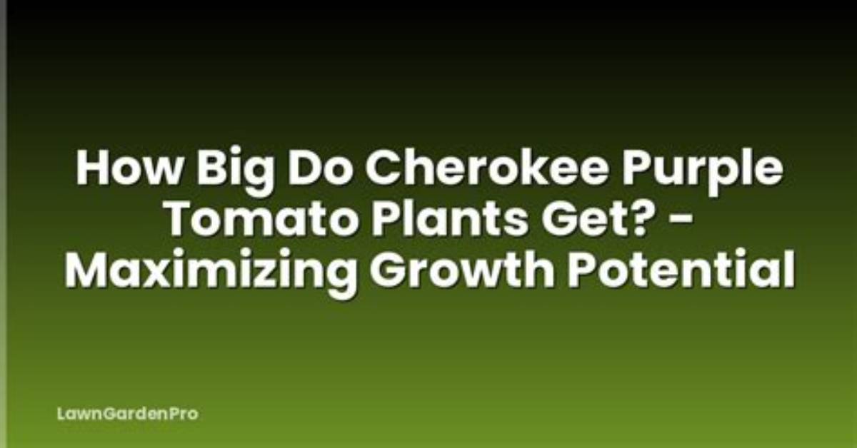 How Big Do Cherokee Purple Tomatoes Get?