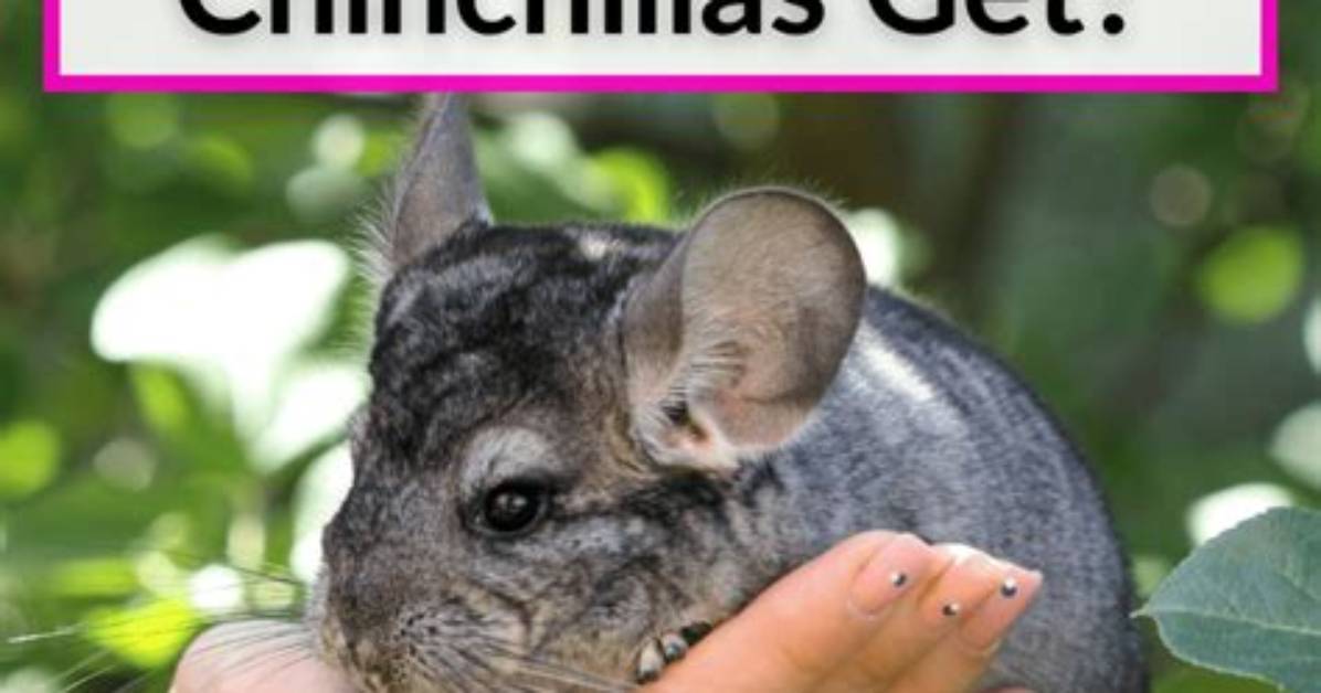 How Big Do Chinchillas Get