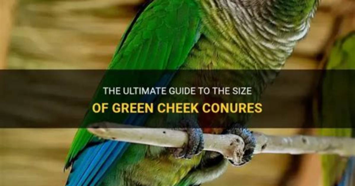 How Big Do Conures Get?