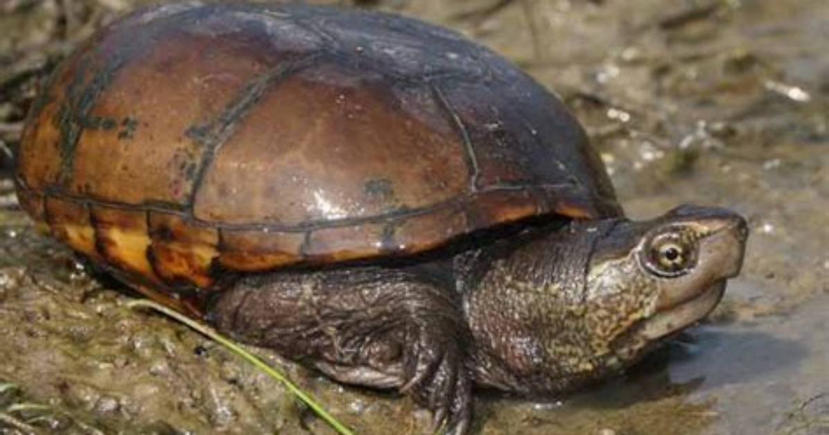 How Big Do Eastern Mud Turtles Get