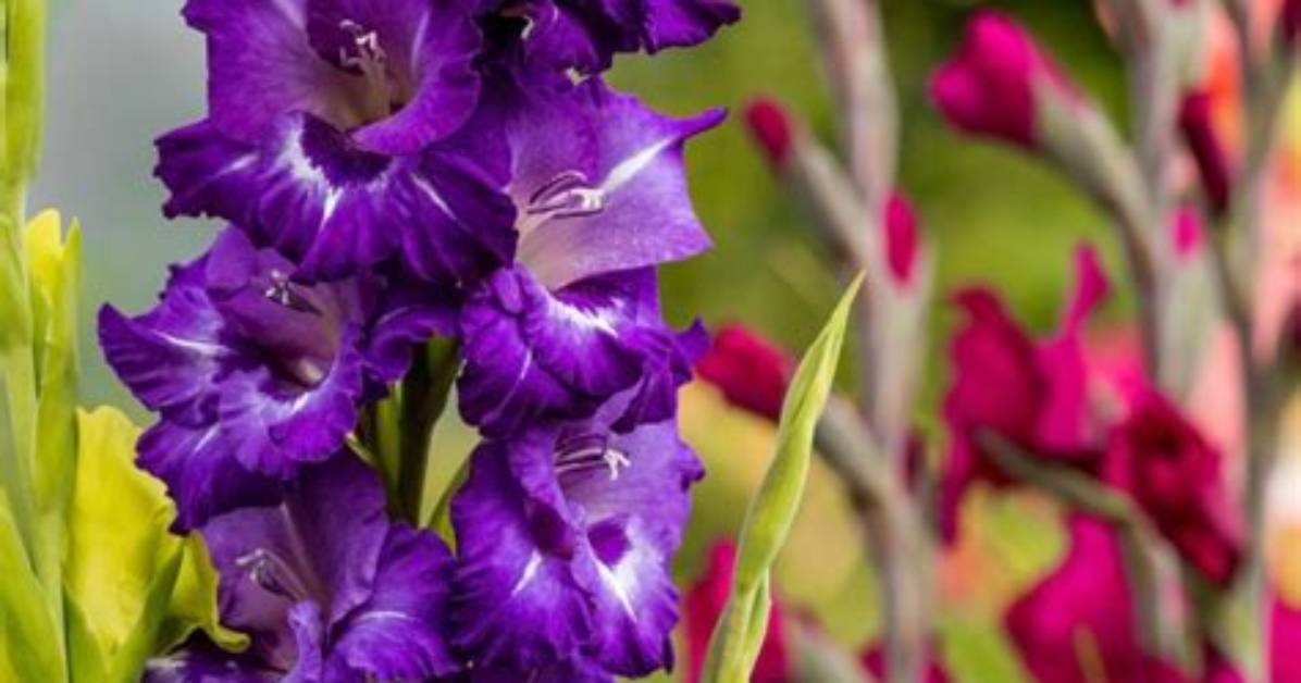 How Big Do Gladiolus Get