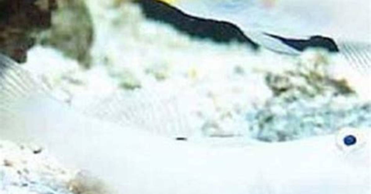 How Big Do Gobies Get?