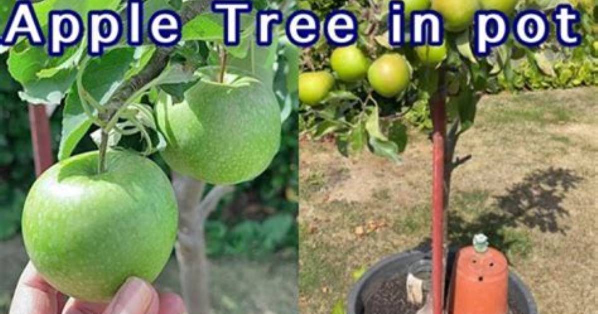 How Big Do Granny Smith Apple Trees Get
