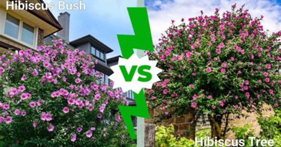 How Big Do Hibiscus Trees Grow