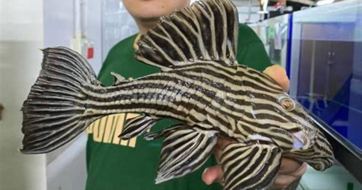How Big Do L066 Plecos Get?