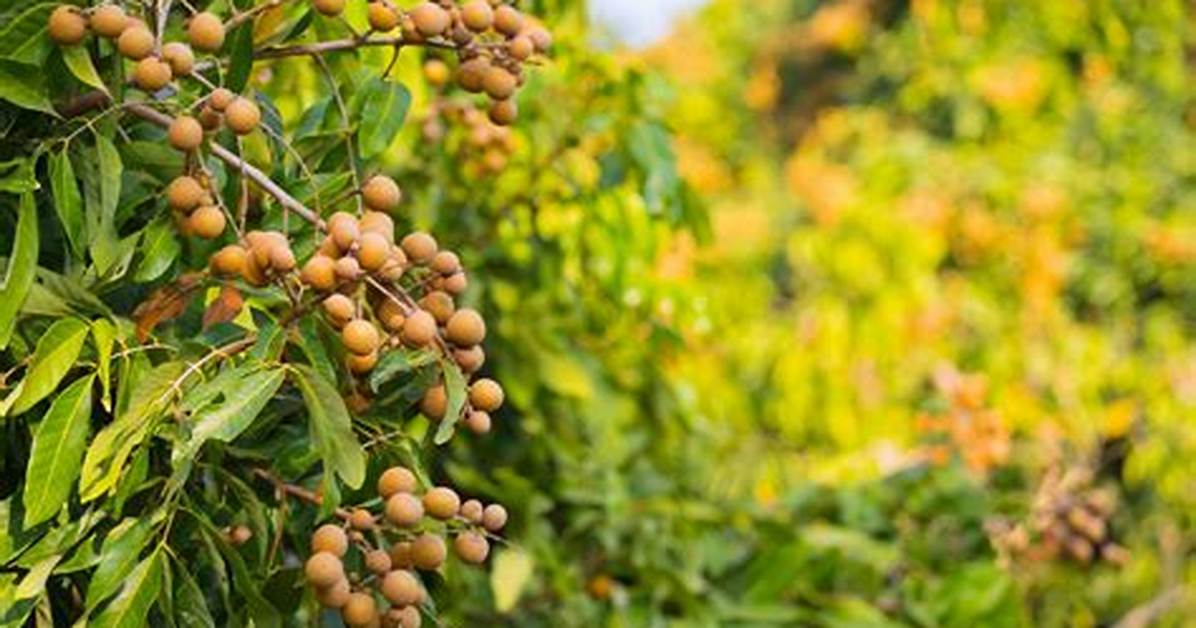 How Big Do Longan Trees Get