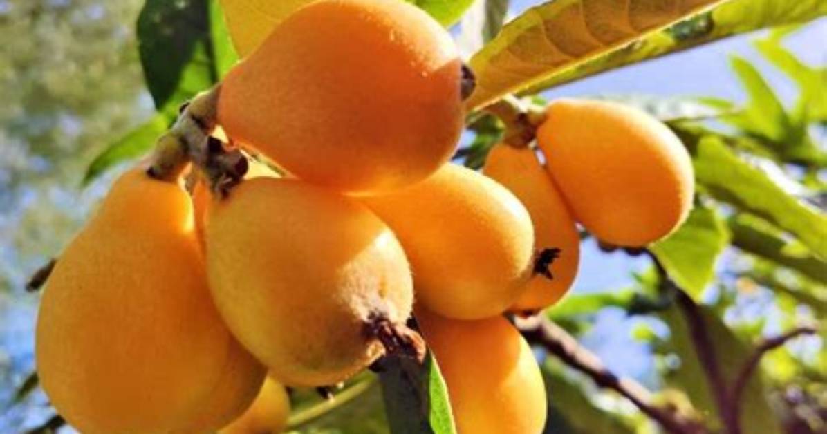 How Big Do Loquats Get