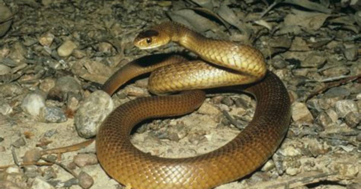 How Big Do Midland Brown Snakes Get