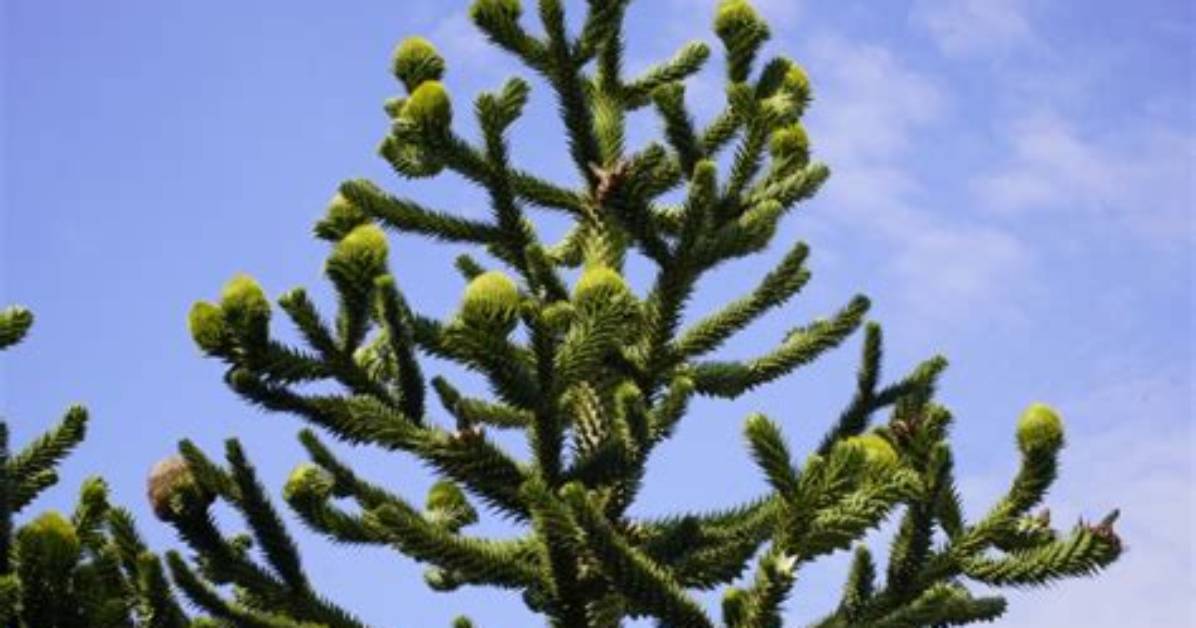 How Big Do Monkey Puzzle Trees Grow