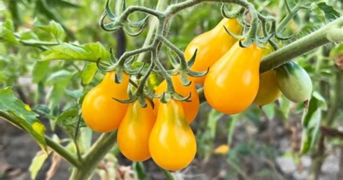 How Big Do Pear Tomatoes Get