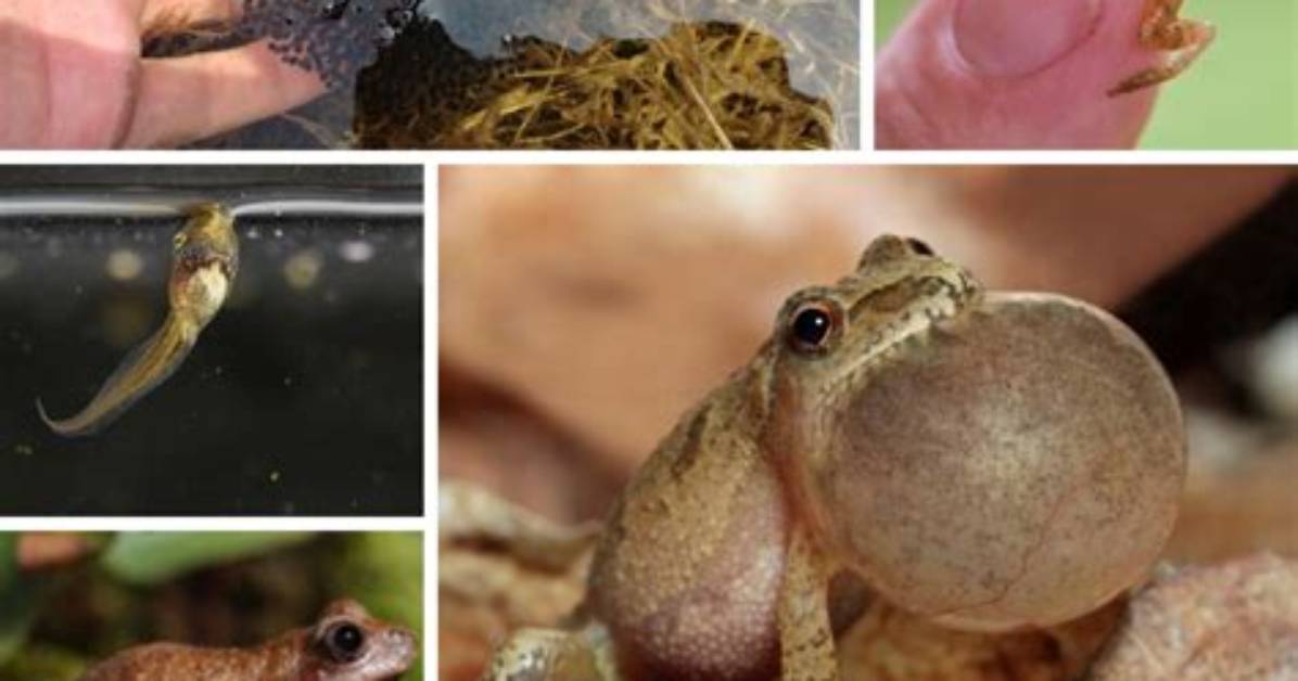 How Big Do Peepers Get