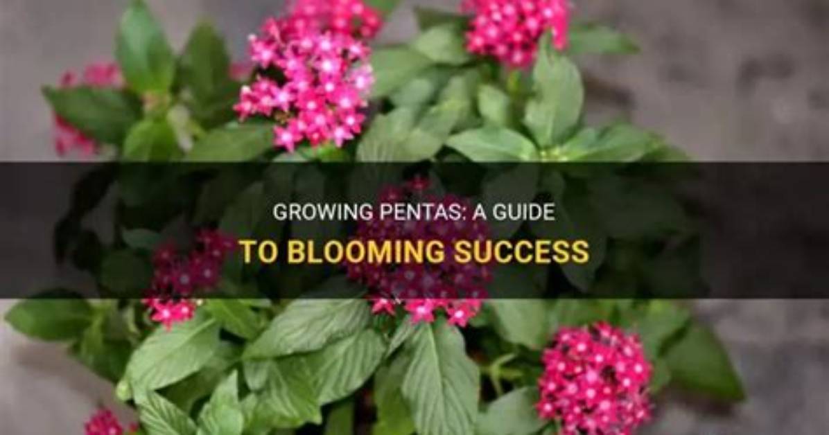 How Big Do Pentas Grow