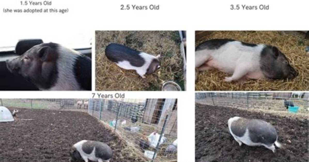 How Big Do Pet Pigs Get