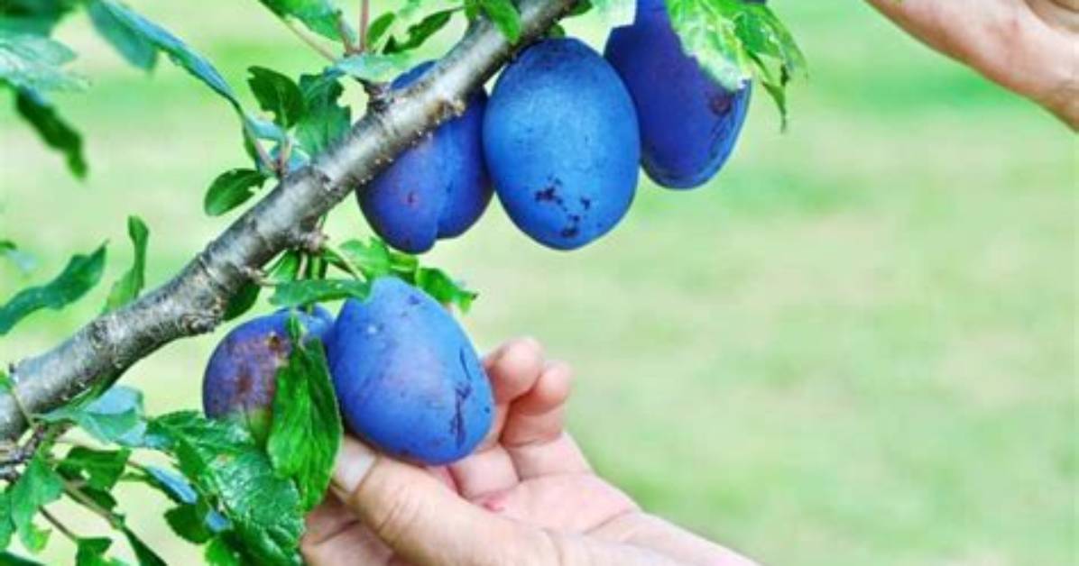 How Big Do Plums Get
